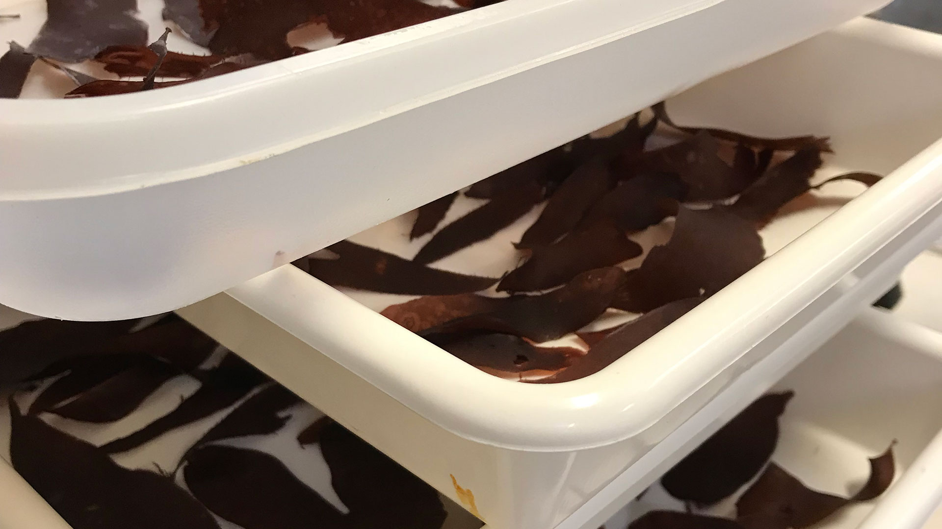 Drying of dulse. Photo: DTU Aqua