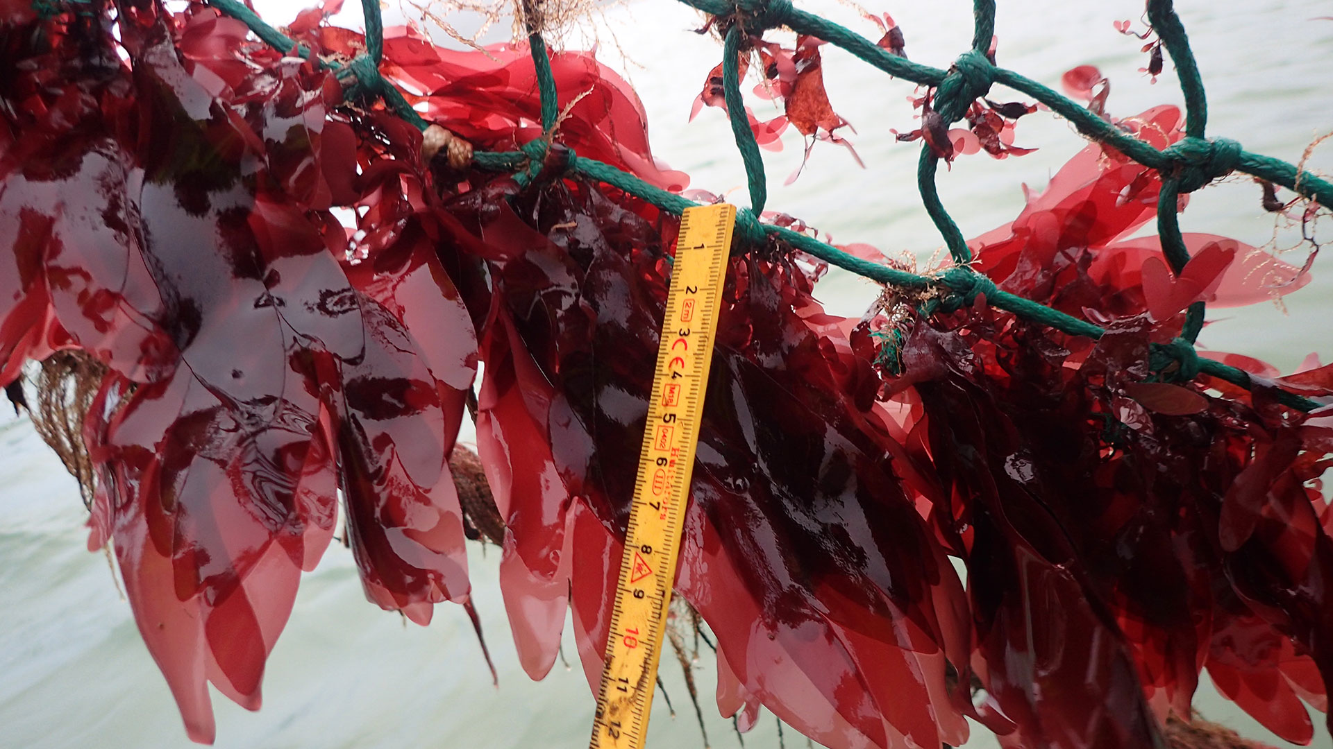 Dulse production in Limfjorden. Photo: DTU Aqua