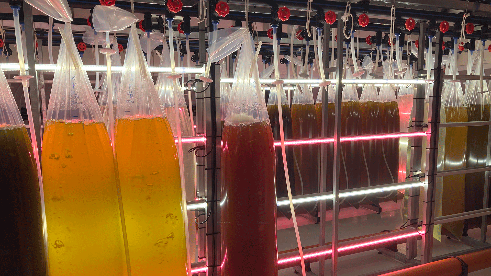 Microalgae cultivation. Photo: Camille Saurel